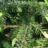Picea omorika -- Serbische Fichte
